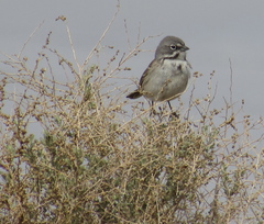 Artemisiospiza belli