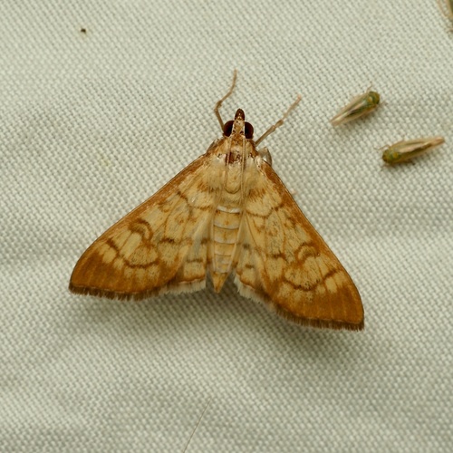 Brown-shaded Mimorista photo 5