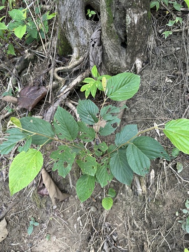 Flemingia strobilifera observed 2026-08-01