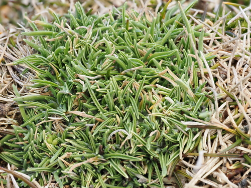 Agrostis muscosa observed 2026-08-02