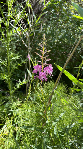 fireweed