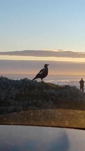 Australian Magpie