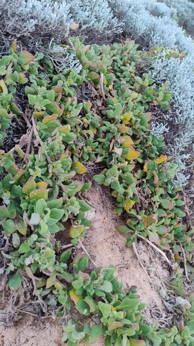 bower spinach