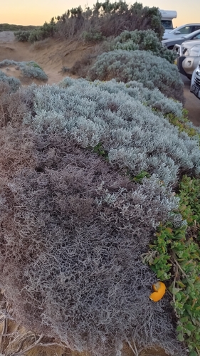 Cushion Bush