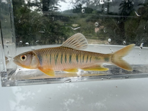 Hainan predatory carp (Opsariichthys hainanensis) — Cyprinidae — 4