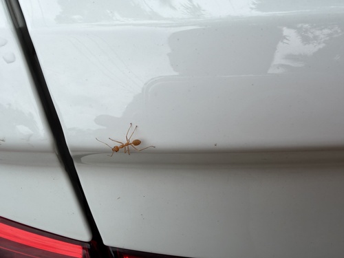 Asian Weaver Ant