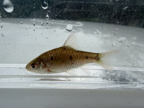 Barbodes paucimaculatus