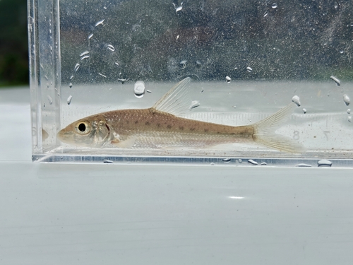 Hemibarbus medius
