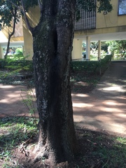 Scaptotrigona postica