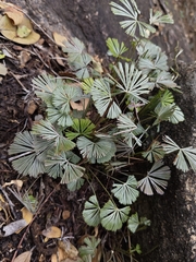Actiniopteris radiata