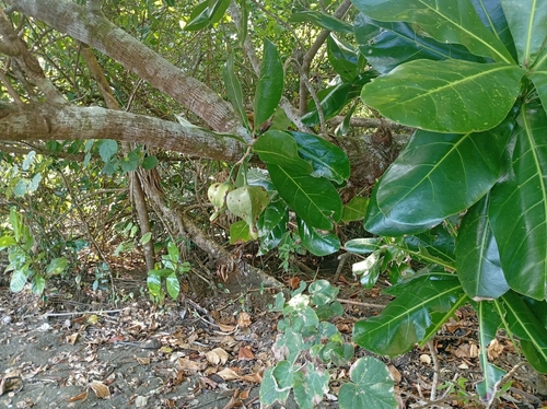 Fish Poison Tree