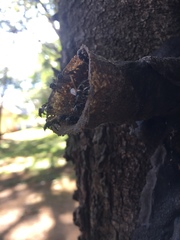 Scaptotrigona postica