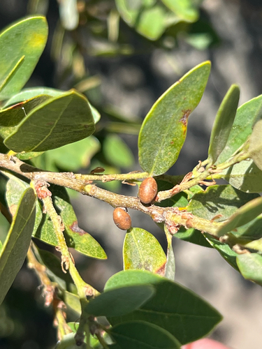 iNaturalist observation photo of Winged and Once-winged Insects