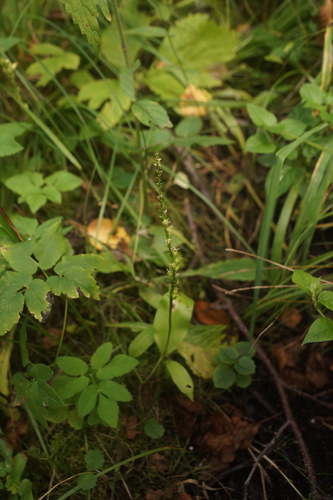 White Adder's Mouth