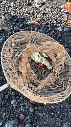 Scorpaenopsis neglecta observed 2026-08-02