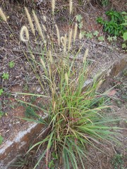 Cenchrus polystachios