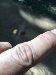 Scaptotrigona postica