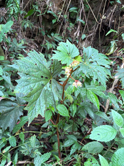 Begonia palmata