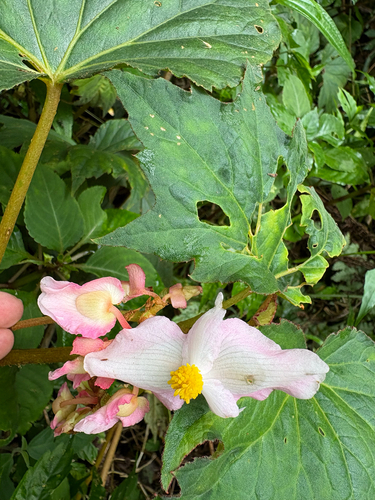 Begonia palmata, photograph 4