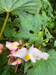Begonia palmata, photograph (c) 黃美滿, some rights reserved (CC BY)
