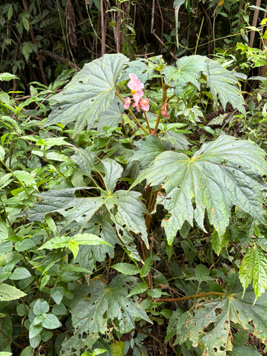 Begonia palmata, photograph 5