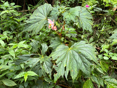 Begonia palmata, photograph (c) 黃美滿, some rights reserved (CC BY)