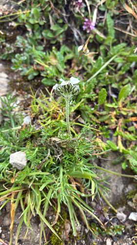 Achillea atrata