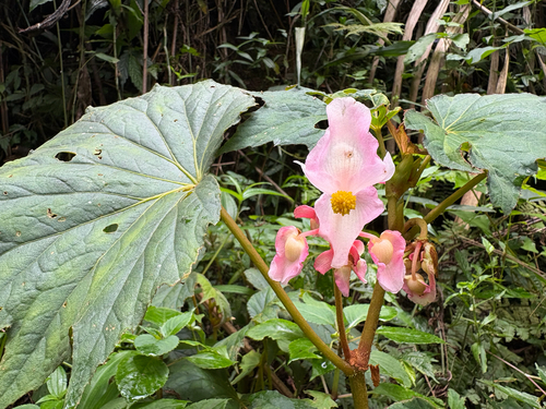 Begonia palmata, photograph 3