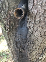 Scaptotrigona postica