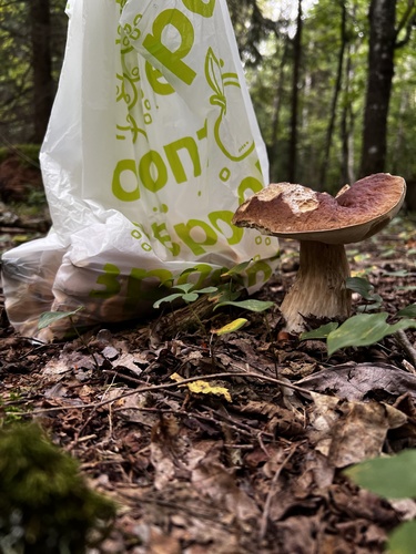 King Bolete