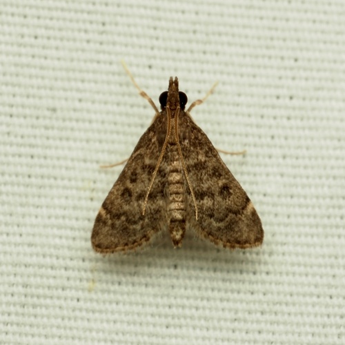 Steniodes declivalis photo 3