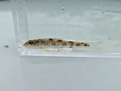 Mesophysogobio kachekensis
