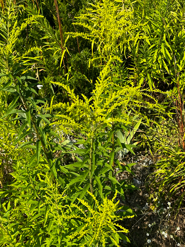 Canada goldenrod