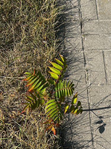 staghorn sumac