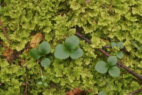 One-flowered Wintergreen