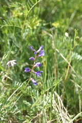 Vicia onobrychioides