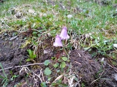 Soldanella pusilla