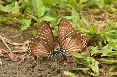 Graphium macareus