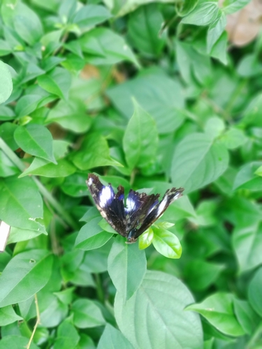 Great Eggfly