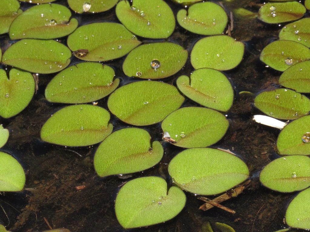Eared Watermoss