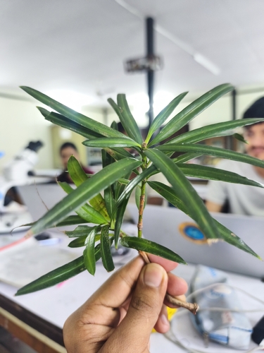 Podocarpus neriifolius observed 2026-08-01