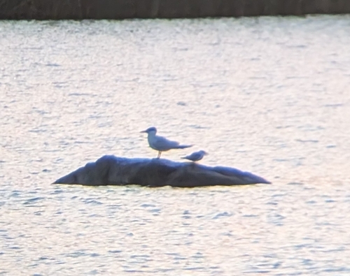 Caspian Tern