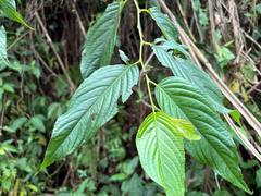 Perrottetia arisanensis