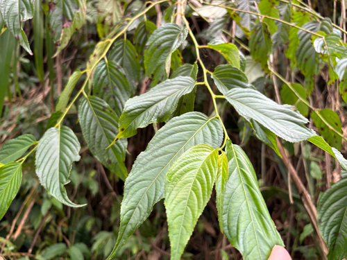 Perrottetia arisanensis, photograph 1