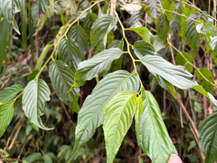 Perrottetia arisanensis, photograph (c) 黃美滿, some rights reserved (CC BY)