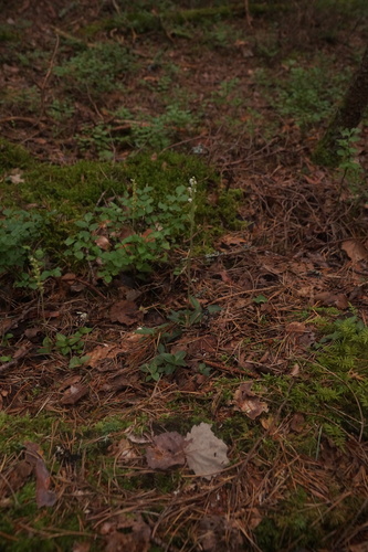 lesser rattlesnake plantain