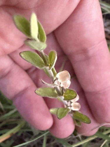 Scutellaria drummondii, photograph 2