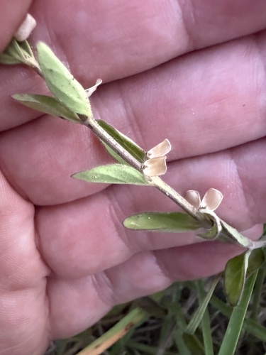 Scutellaria drummondii, photograph 3