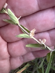 Scutellaria drummondii, photograph (c) ashleyrsteel, some rights reserved (CC BY)