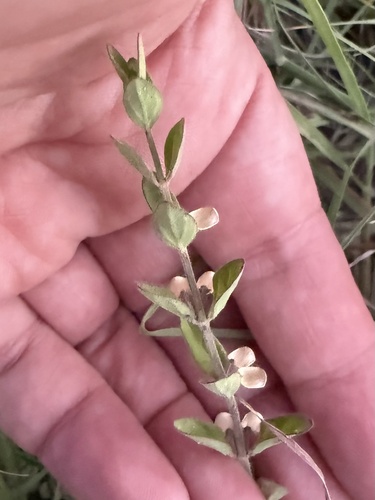 Scutellaria drummondii, photograph 4